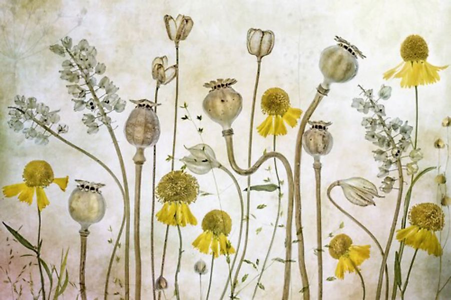 Papermoon Fototapete »Photo-Art MANDY DISHER, MOHNBLUMEN UND HELENIUM« günstig online kaufen