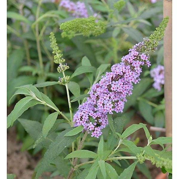 Schmetterlingsstrauch Violet 30-40cm - Buddleja günstig online kaufen