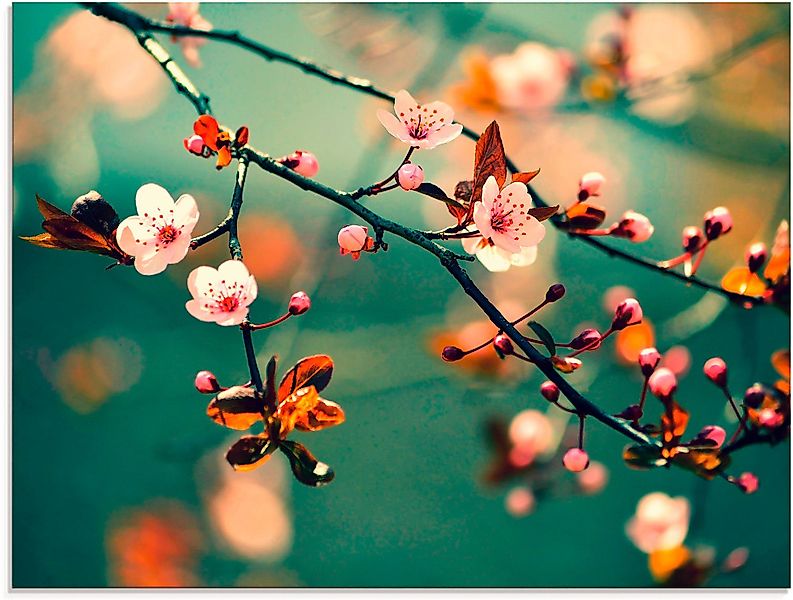 Artland Glasbild Japanische Kirsch Sakura Blumen, günstig online kaufen