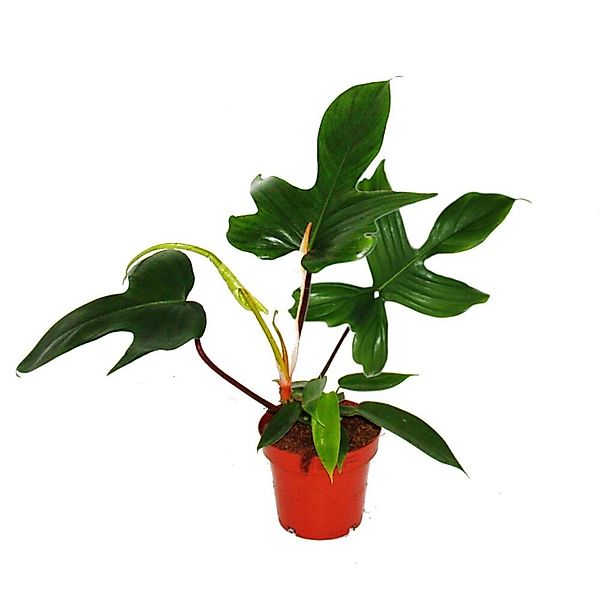 Exotenherz Zimmerpflanze Philodendron Florida Beauty Green Außergewöhnliche günstig online kaufen