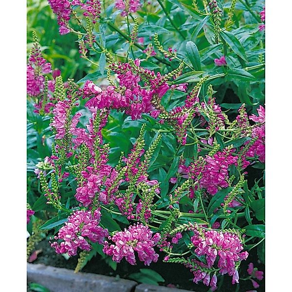 Physostegia Virginiana Rote Gelenkblume Ca. 9x9 cm Topf günstig online kaufen