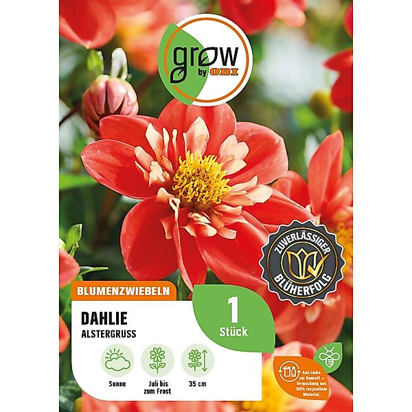 GROW by OBI Dahlie Alstergruss Höhe ca. 35 cm Dahlia colletette günstig online kaufen