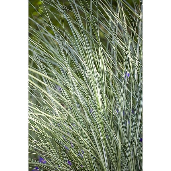 Miscanthus Sinensis Morning Light Chinaschilf Ca. 11x11 cm Topf günstig online kaufen