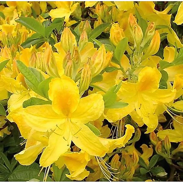 Hochstamm Azalee Goldtopas 60-80cm - Rhododendron,uteum - Alpenrose günstig online kaufen