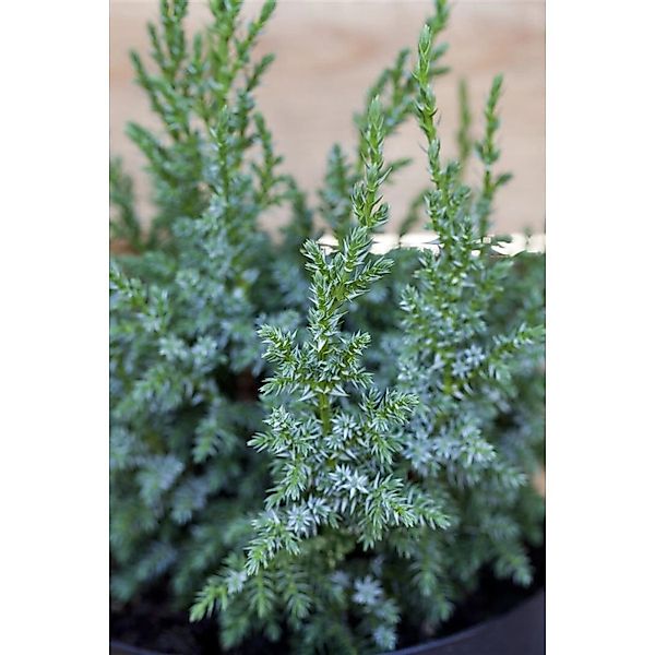 Juniperus Squamata Loderi Blauer Zwergwacholder 20–25 cm günstig online kaufen