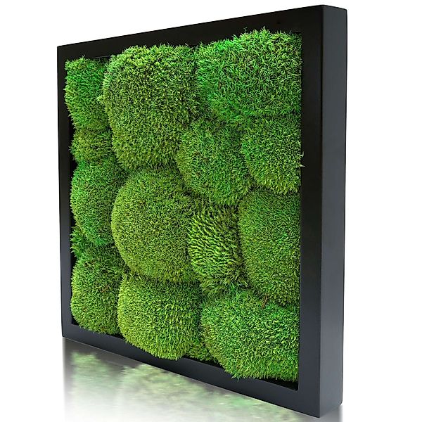 naturewalls Bild Moosbild Kugelmoos - Pflanzenbild günstig online kaufen
