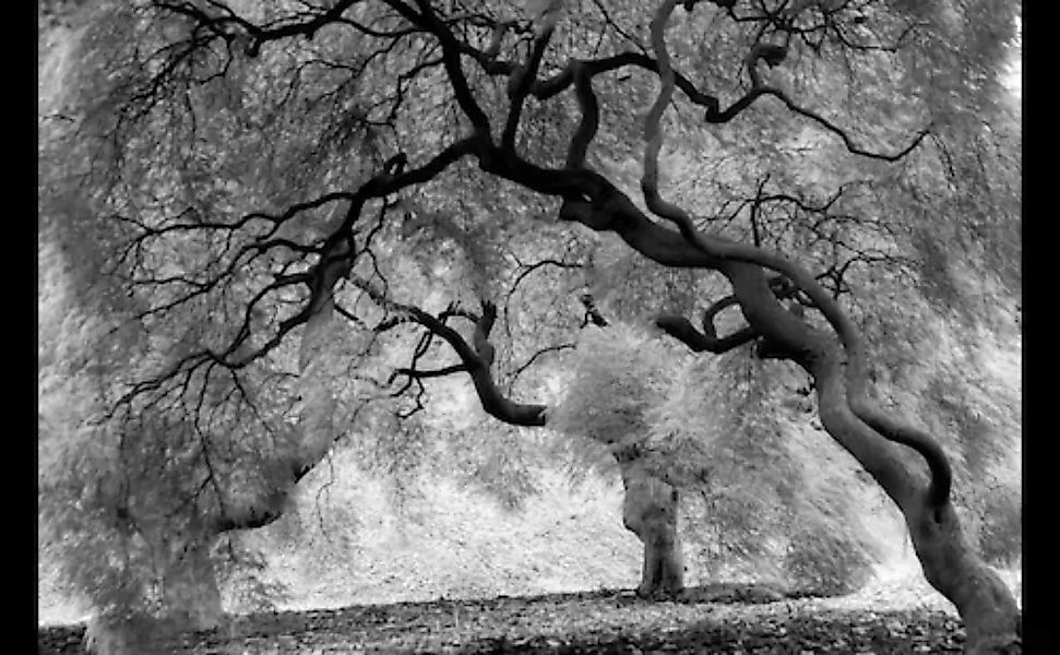 Papermoon Fototapete »Mystic Trees Black & White« günstig online kaufen
