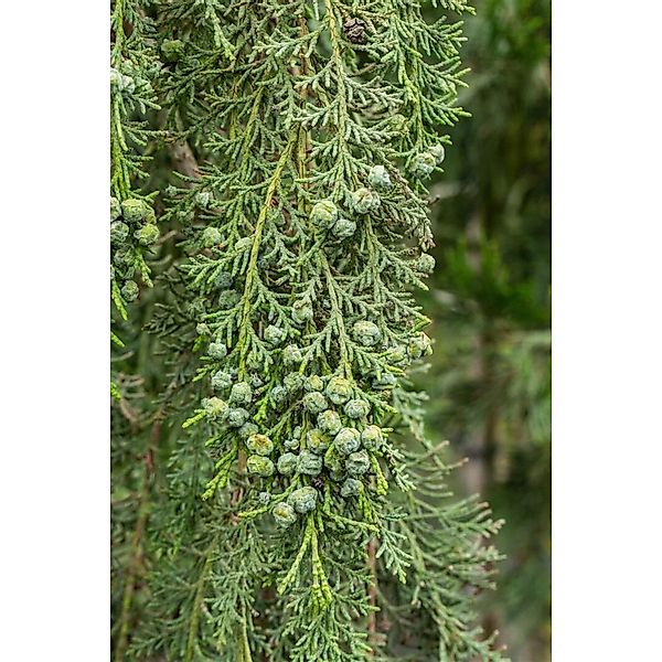 Chamaecyparis lawsoniana 'Intertexta' 60 cm Stammhöhe günstig online kaufen