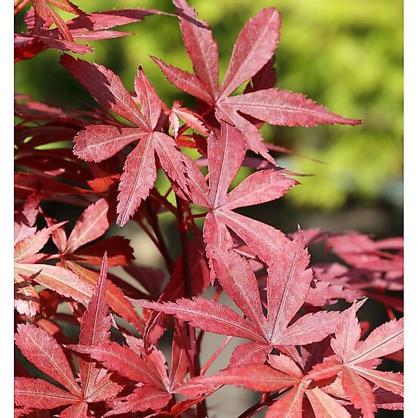 Fächer Ahorn Skeeters Broom 60-80cm - Acer palmatum günstig online kaufen