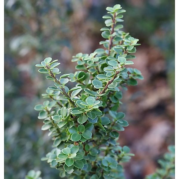 Bonsaiartige Zwergstechpalme Mariesii 40-60cm - Ilex crenata günstig online kaufen