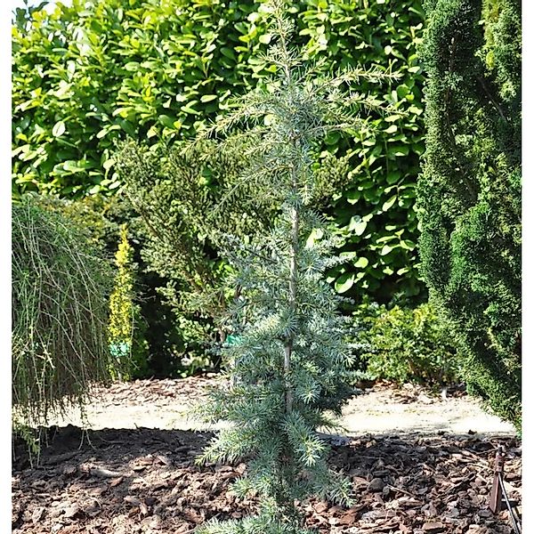 Himalaya-Zeder Karl Fuchs 60-80cm - Cedrus deodara günstig online kaufen
