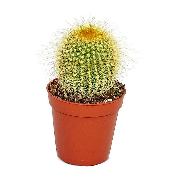Exotenherz Kaktus Eriocactus leninghausii - kleine Pflanze im 5,5cm Topf günstig online kaufen