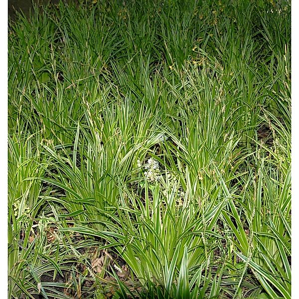 Teppich Japan Segge Goldband - Carex foliosissima günstig online kaufen