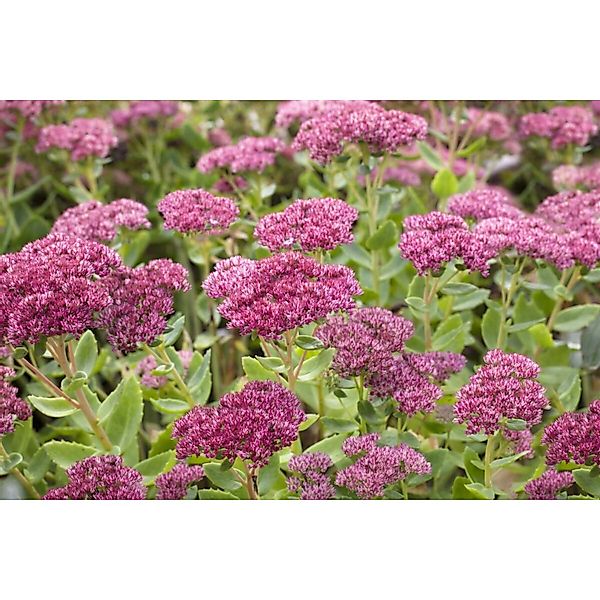 Sedum Telephium Herbstfreude Fetthenne Ca. 9x9 cm Topf günstig online kaufen