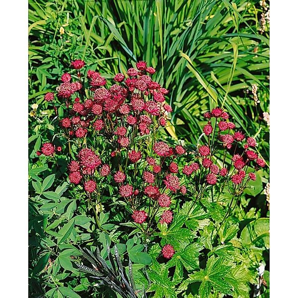 Astrantia Major Ruby Wedding Große Sterndolde Ca. 9x9 cm Topf günstig online kaufen