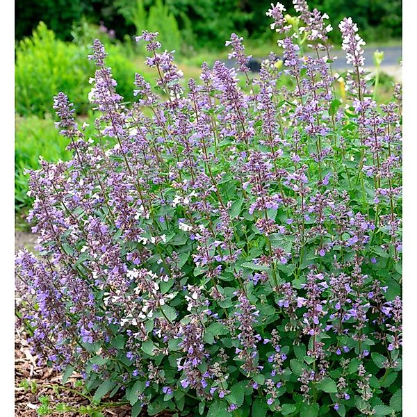 Katzenminze Summer Magic - Nepeta grandiflora günstig online kaufen