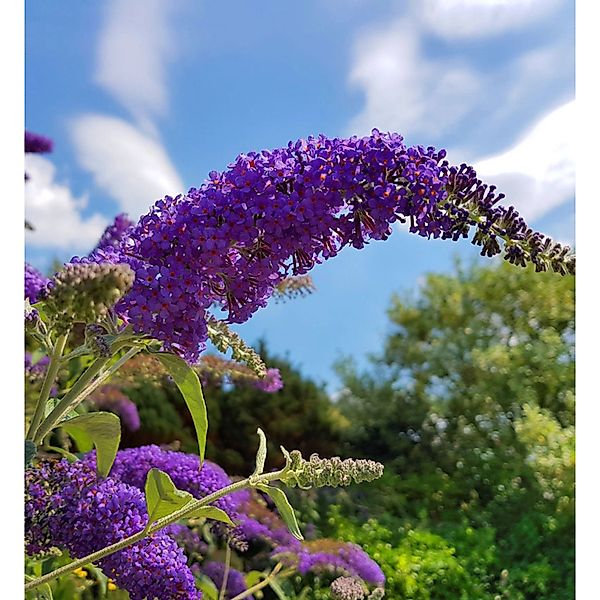 Zwerg Hänge Sommerflieder Little Purple 40-60cm  - Buddleja günstig online kaufen