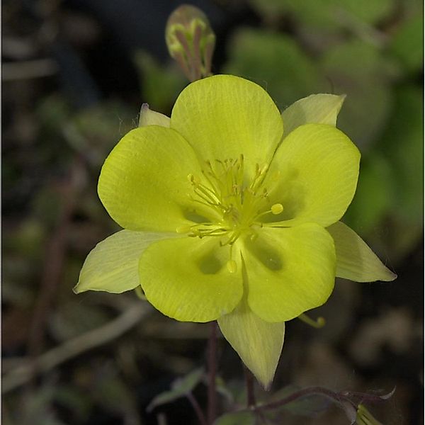 Akelei Yellow Queen - Aquilegia chrysantha günstig online kaufen