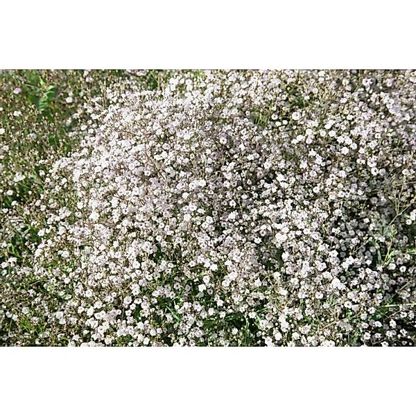 Gypsophila Paniculata Schneeflocke Schleierkraut Ca. 9x9 cm Topf günstig online kaufen