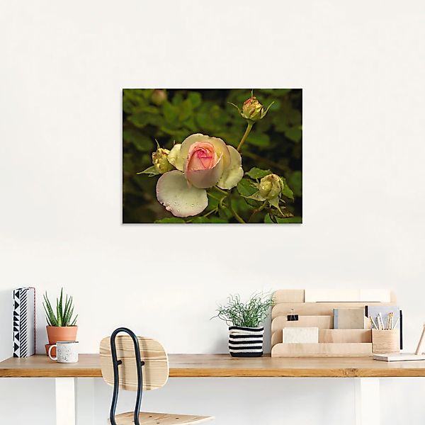 Artland Glasbild »Rosa Rose«, Blumen, (1 St.), in verschiedenen Größen günstig online kaufen