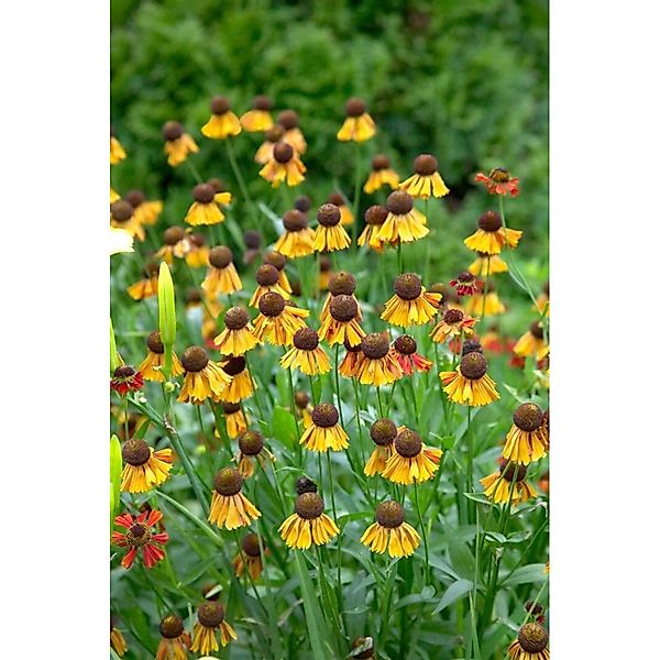 Helenium X Cult. Helena Sonnenbraut Ca. 11x11 cm Topf günstig online kaufen