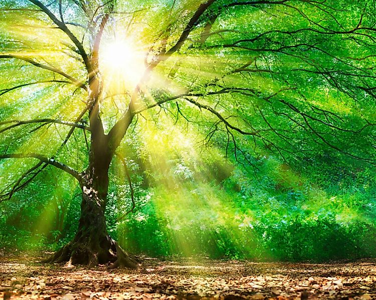 Fototapete "Wald im Licht" 3,50x2,55 m / Glattvlies Perlmutt günstig online kaufen