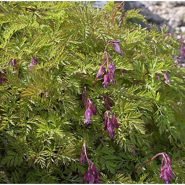 Rötliche Zwergherzblume - Dicentra formosa günstig online kaufen