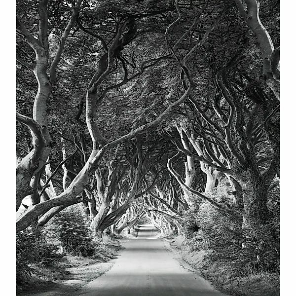 Vlies Fototapete Forevenue 250x280 cm günstig online kaufen