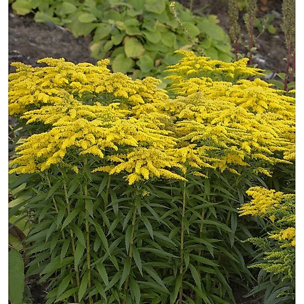 Goldrute Strahlenkrone - Solidago günstig online kaufen