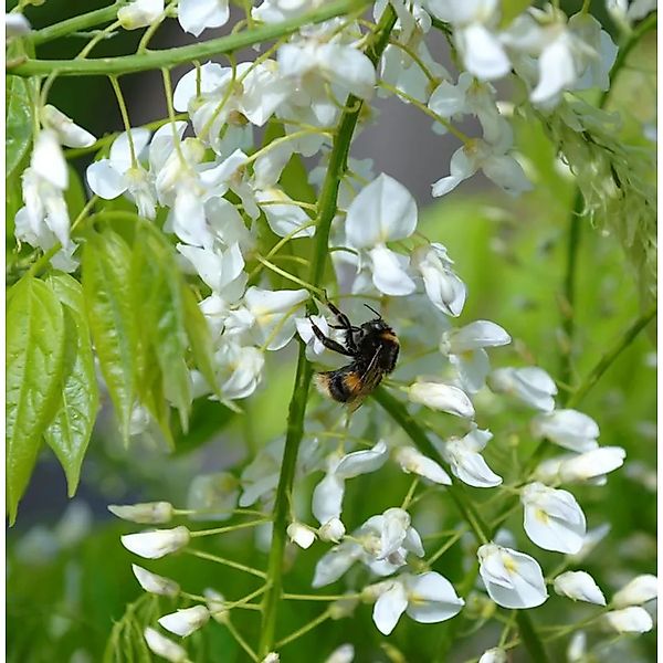 Weißblühender Seiden-Blauregen 60-80cm - Wisteria brachybotrys günstig online kaufen