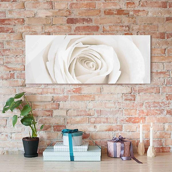 Glasbild Blumen - Panorama Pretty White Rose günstig online kaufen
