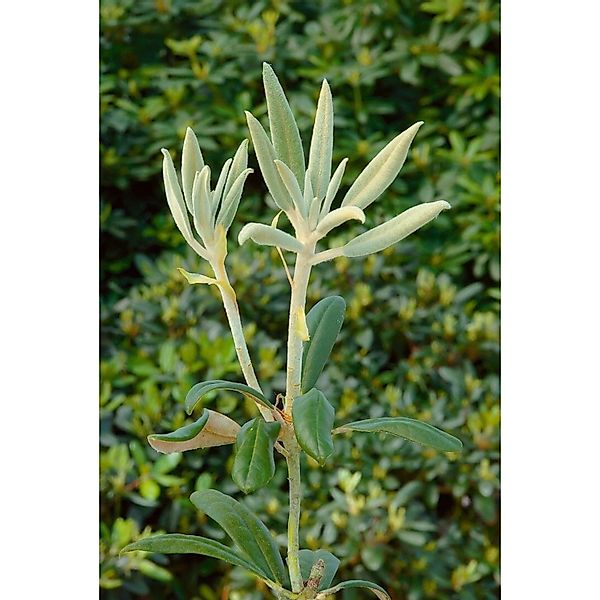 Rhododendron Bureavii Volce Rhododendron 50–60 cm Immergrün günstig online kaufen