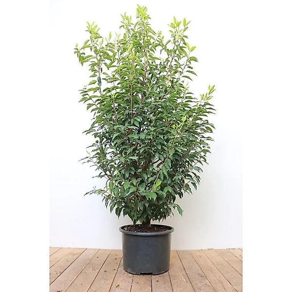 Prunus,usitanica 'Angustifolia' 150-175 cm günstig online kaufen