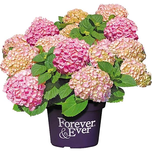 Bauernhortensie Forever & Ever Rosa Höhe ca. 40 - 50 cm Topf ca. 5 l Hydran günstig online kaufen