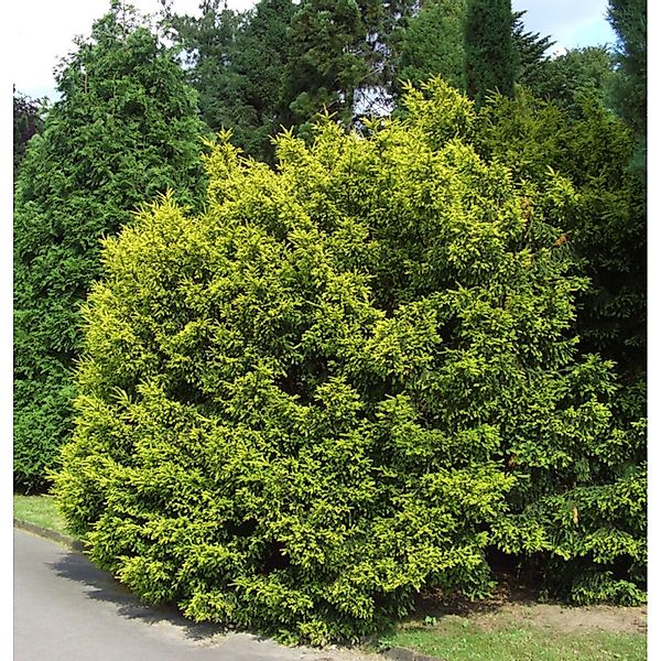 Eibe Tymon 60-80cm - Taxus media günstig online kaufen