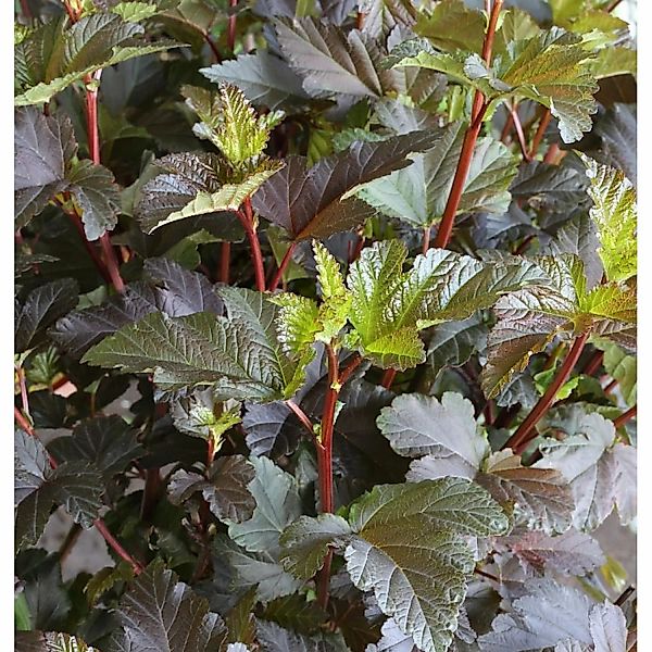 Hochstamm Fasanenspiere Diable d Or 80-100cm - Physocarpus opulifolius günstig online kaufen