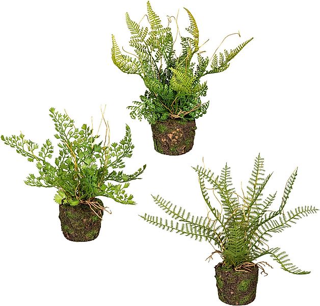 Künstliche Zimmerpflanze Set aus Farnpflanzen auf günstig online kaufen