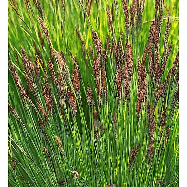 Steife-Segge Buis - Carex elata günstig online kaufen