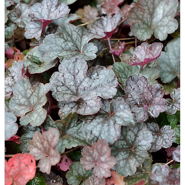 Purpurglöckchen Regina - Heuchera micrantha günstig online kaufen