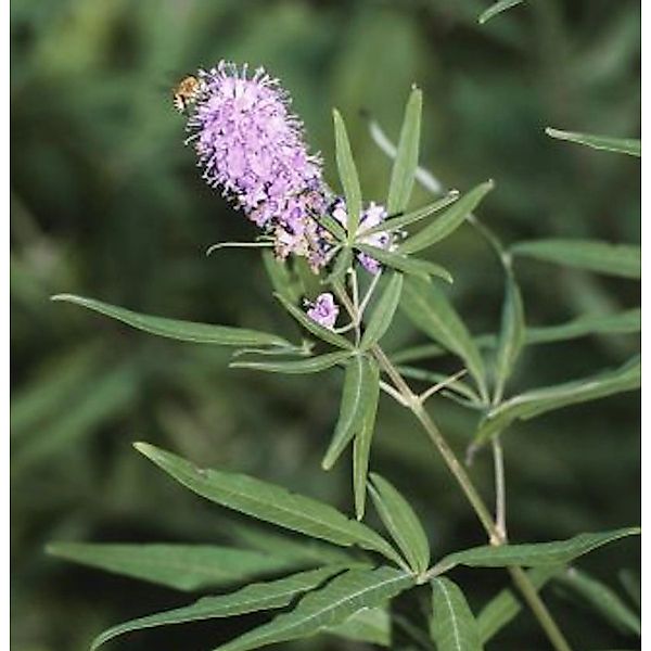 Mönchspfeffer Pink Pinnacle 40-60cm - Vitex agnus castus günstig online kaufen