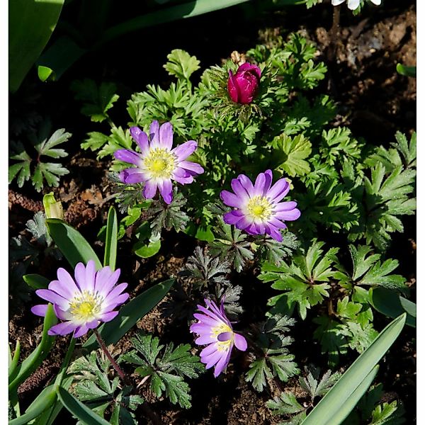 Balkanwindröschen Pink Star - Anemone blanda günstig online kaufen