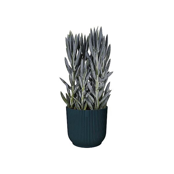 Elho Blumentopf Elho Blumentopf Vibes Fold günstig online kaufen