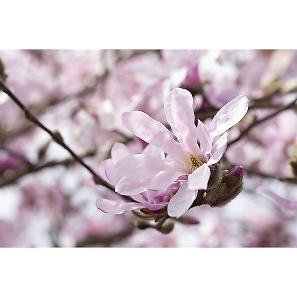 Magnolia Stellata Sternmagnolie Rosea 60-80 cm günstig online kaufen