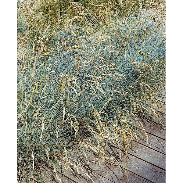 Festuca Valesiaca Glaucantha Blau-Schwingel Ca. 9x9 cm Topf günstig online kaufen