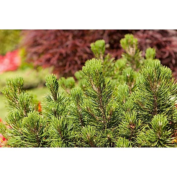 Pinus Mugo Mumpitz Bergkiefer Kompakt 20–25 cm günstig online kaufen