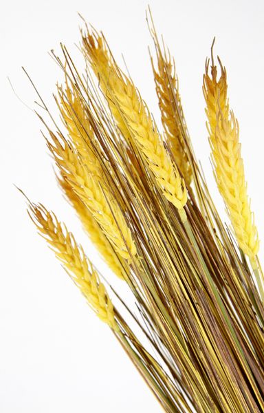 I.GE.A. Kunstpflanze "Weizenbündel" Künstliches Gras, Deko Dekozweig günstig online kaufen