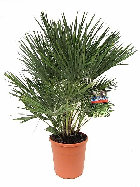 Perfect Plant | Europäische Zwergpalme Chamaerops Humilis günstig online kaufen