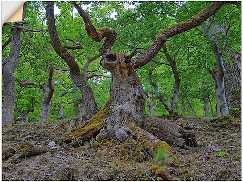 Artland Wandfolie »Eichen wie ein Märchenwald«, Wald, (1 St.), selbstkleben günstig online kaufen