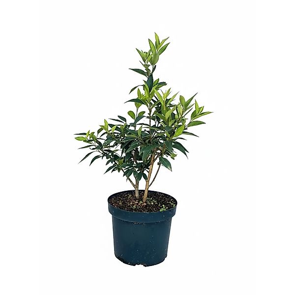 Baumfink Forsythie Spectabilis als Topfpflanze 60-100cm günstig online kaufen