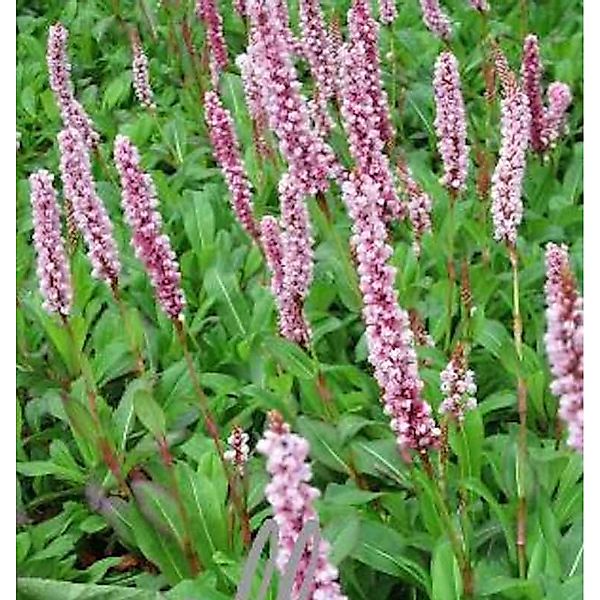 Schneckenknöterich Darjeeling Red - Persicaria affinis günstig online kaufen